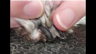 Miniature Schnauzer grooming  trimming nails