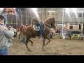 رقص خيول عربية _158