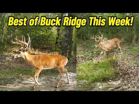 Big Missouri Bucks! The Best Trail Cam Vids from Buck Ridge this week