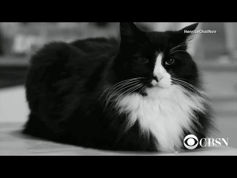 Video: Pet Scoop: Migliaia Flock to Cat Video Festival, 