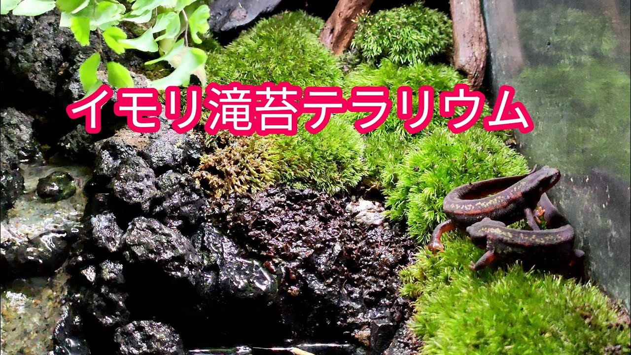 イモリ滝苔テラリウム】オキナワシリケンイモリ幼体 - YouTube