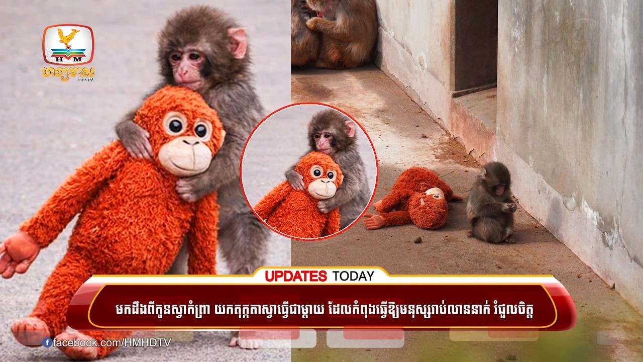 មកដឹងពីកូនស្វាកំព្រា យកតុក្កតាស្វាធ្វើជាម្តាយ ដែលកំពុងធ្វើឱ្យមនុស្សរាប់លាននាក់ រំជួលចិត្ត