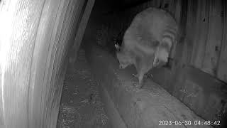 Raccoons Caught on Camera Walking on Front Paws