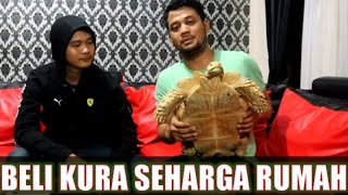 AKHIRNYA BISA KEBELI SULCATA KURA ALBINO