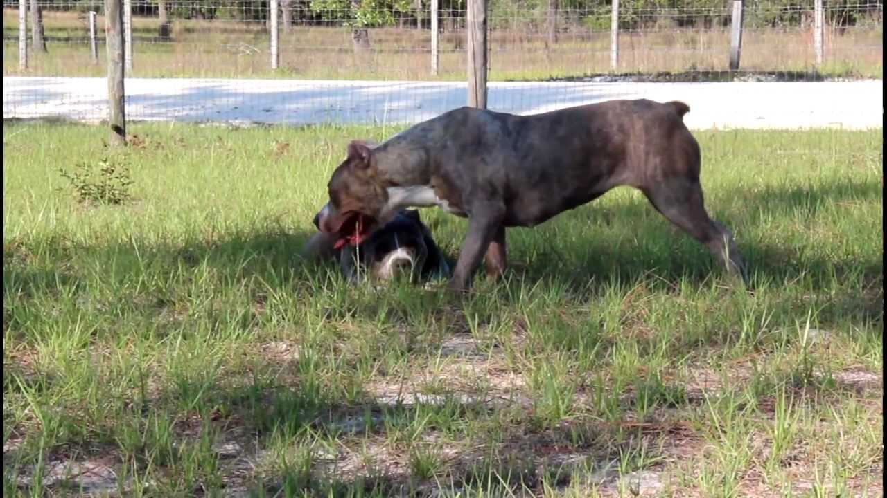 Iron King Kennels Zombie produced right here!! One of the best put