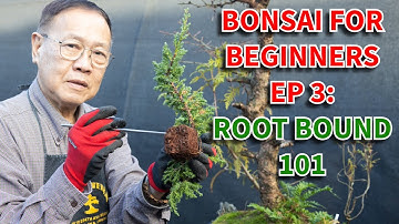 Bonsai For Beginners 3: What is root bound? When should I repot?