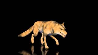 A Demonstration of the STANDARD WOLF Animal for iClone by PROTOFACTOR