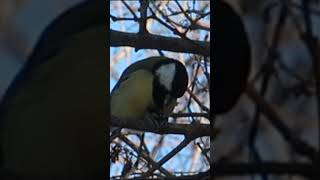 A titmouse is pecking at something on a branch./Синица на ветке что-то клюет. #birds #titmouse #tit