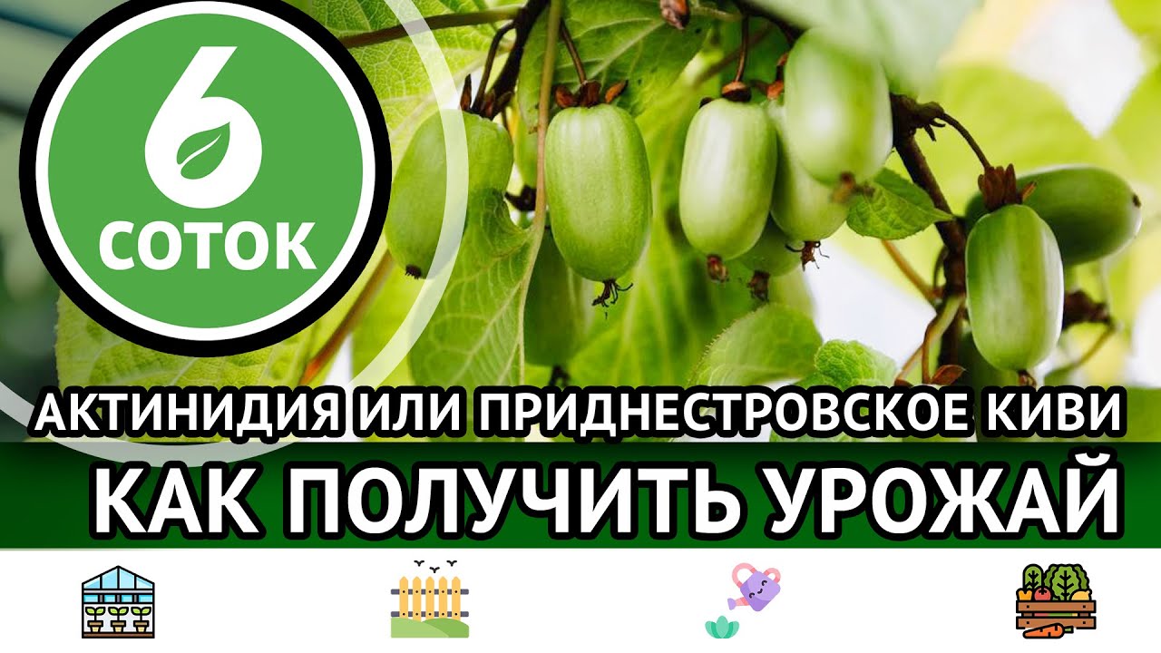 Актинидия или приднестровское киви. Как получить урожай. 6 соток 09.10. ...