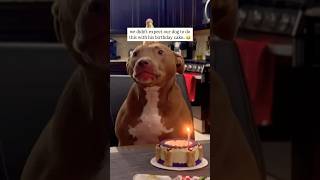 This Dog Loves Birthday Candles 😂