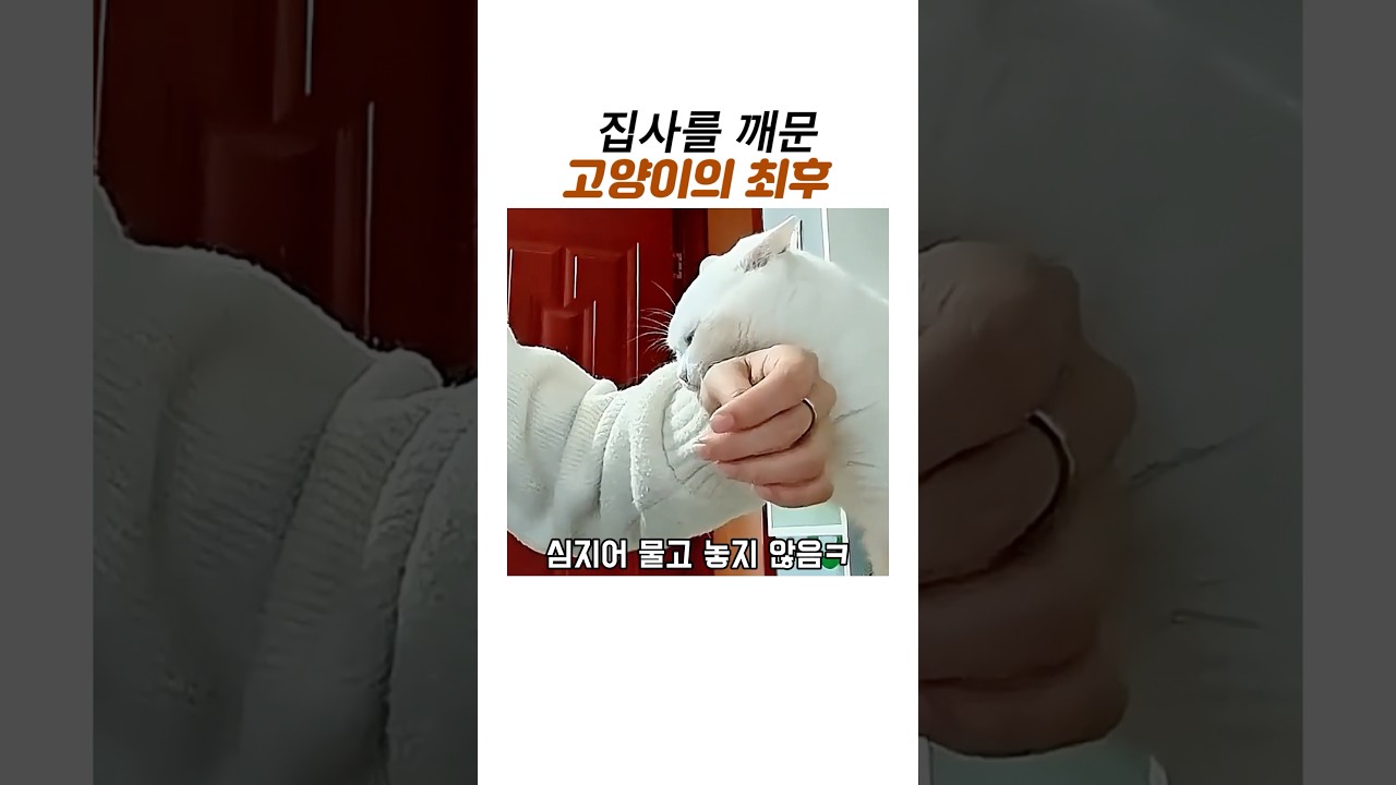 집사를 깨문 고양이의최후#브리티시숏헤어#웃긴동물#귀여운고양이