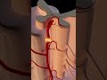 The Nervous System Explained Simply | Brain, Neurons & Signals