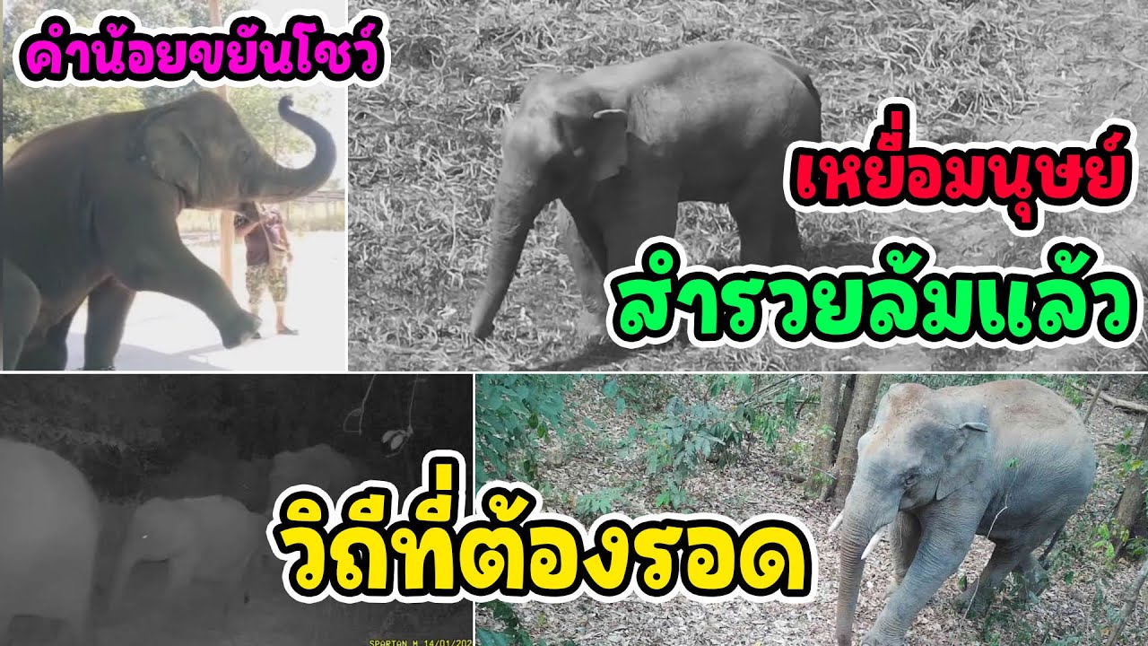 เหยื่อมนุษย์ล้มอีก1 "สีดอสำรวยที่เรารู้จัก" ขอโทษนะที่ดูแลไม่ดีพอ /วิถีช้างไร้บ้าน /ความสุขคำน้อย