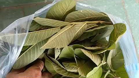 dùng lá cây ổi đào ta chữa bệnh, tiểu đường, hôi miệng, đường ruột rất hiệu quả.