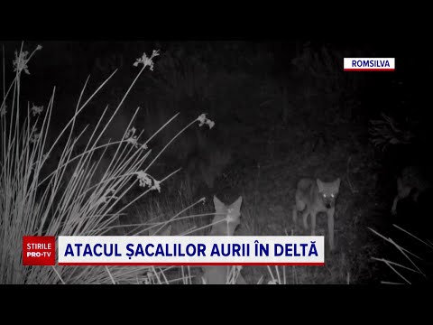 Video: Unde se află șacalii?