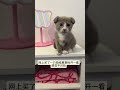 感覺怪怪的 鳥兒搖 貓咪 感覺怪怪的 鳥兒搖 貓咪