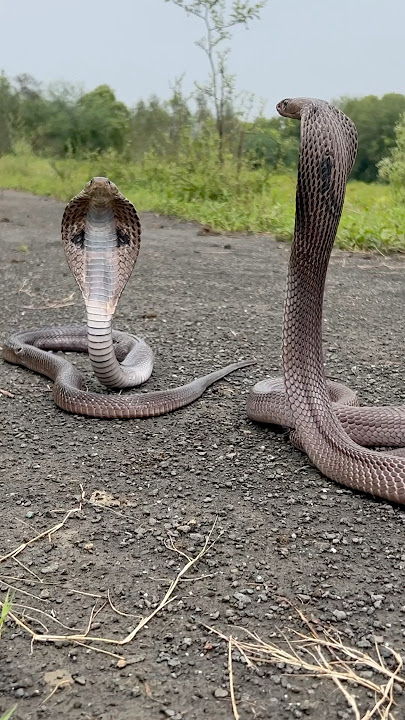 MOST VENOMOUS SNAKE π #snakevideo #shorts #ytshorts #youtubeshorts #trending #reels #viralshorts