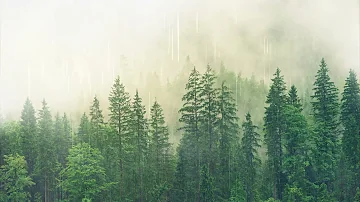 #Футаж дождь на фоне леса с туманом ◄4K•HD► #Footage rain on the background of the forest with fog