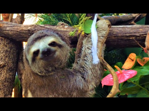 Video: Colombia Zoo: Cartagena