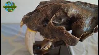 Smilodon fatalis skulls 1:1 model replika