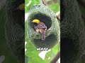 Weaver Bird’s Amazing Engineering Skills#shortsviral