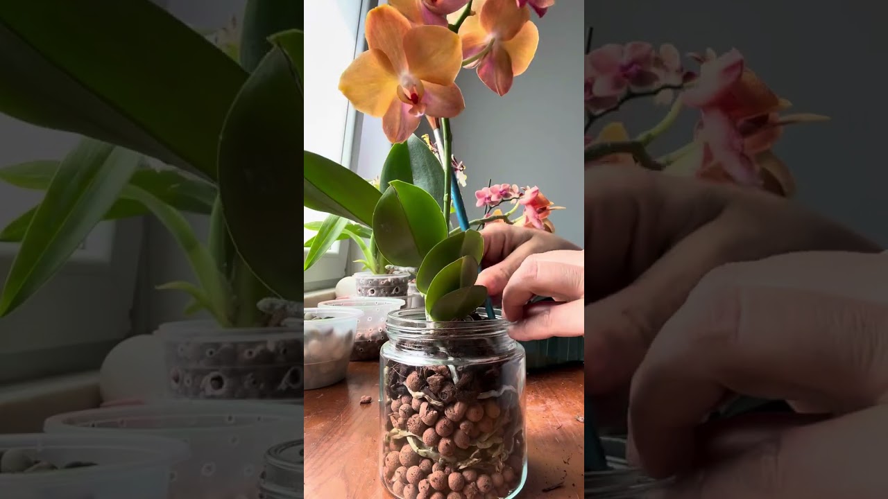 Replante de Phalaenopsis no vidro #orquideasdentrodecasa #plantscortez #orchid #gardening #indoor 