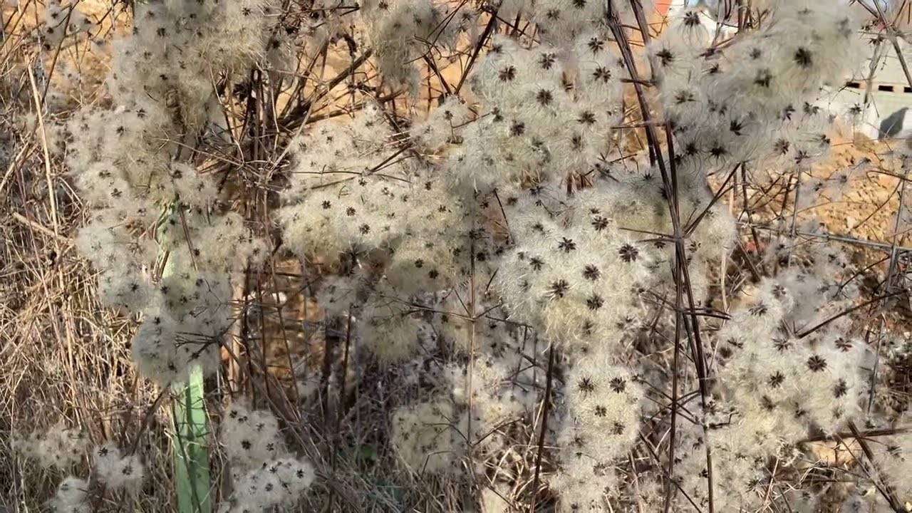 Gewöhnliche Waldrebe (Clematis vitalba) mit silbrig-weißen Fruchtständen am 21.02.2025
