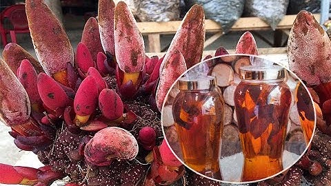 CÁCH NGÂM RƯỢU NẤM NGỌC CẨU CHUẨN TẠI NHÀ...