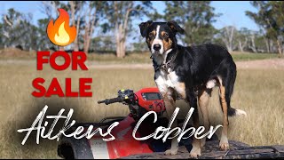 Aitkens Cobber Central West QLD Working Dog Auction 2024