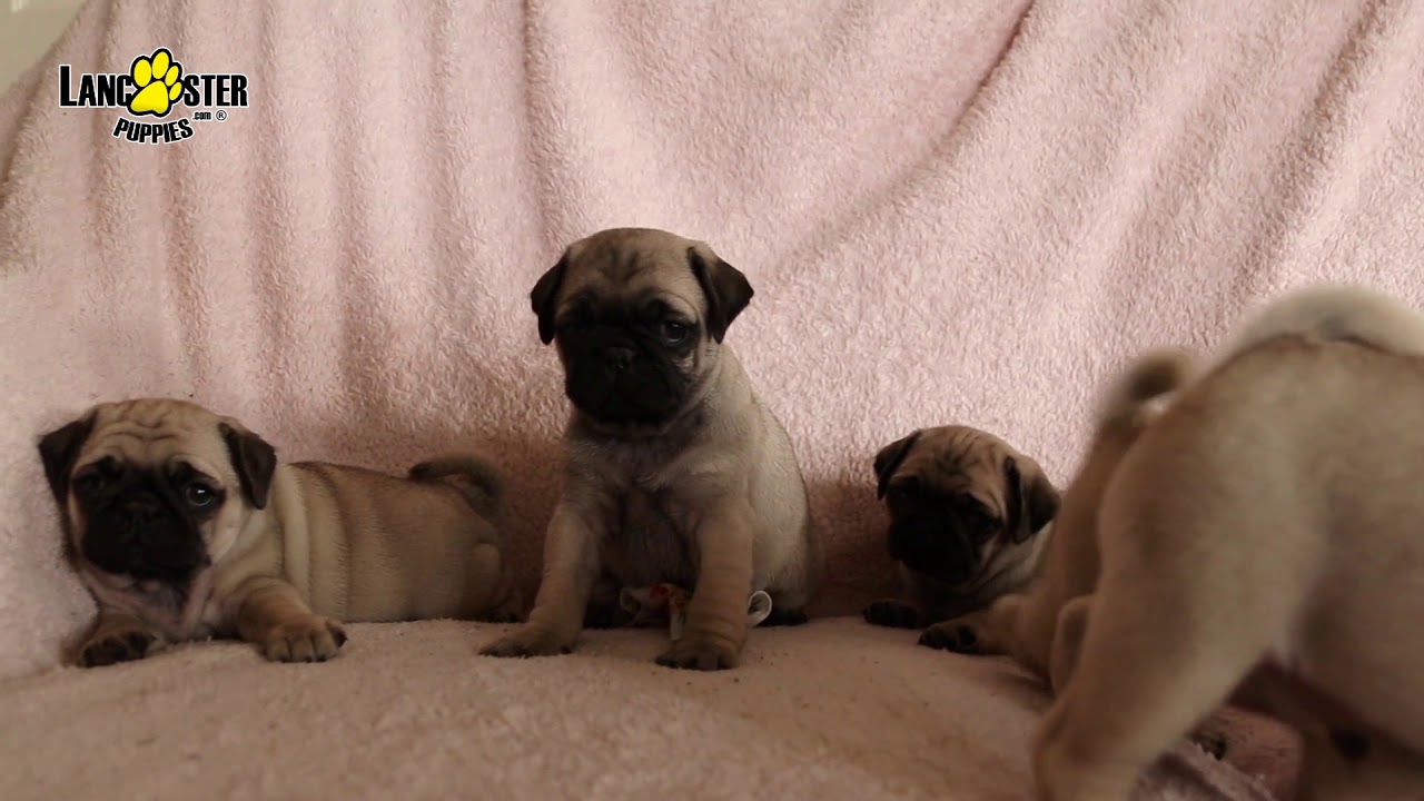pug-puppies-youtube