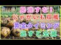 【99%の家庭菜園が知らない】じゃがいも収穫の黄金タイミング|あと1日待つだけで畑の半分が腐る本当の理由|手遅れになる前に見てください
