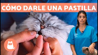 Cómo darle MEDICACIÓN a un GATO  (Tutorial y Consejos Veterinarios)