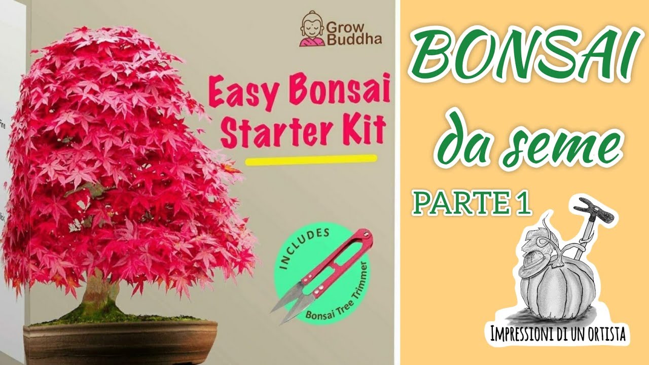 Easy Bonsai starter kit unboxing (Parte 1) Grow Buddha YouTube