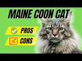 Maine Coon Breed Profile - Pros and Cons of Owning