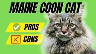 Maine Coon Breed Profile  Pros and Cons of Owning