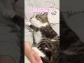 乗りたい猫vs降ろしたい飼い主