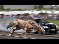 Fastest Horse in The World in Action