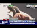 男穿布偶裝硬闖Panchi君猴山! 2美籍嫌被補掀眾怒｜TVBS新聞 @TVBSNEWS02