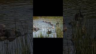 Canada Goose Nursery Crosses the Creek #birds #california #irvineca