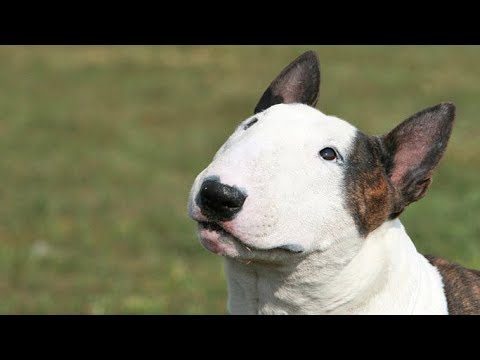 Video: Minyatür Bull Terrier Köpek Irkı Hipoalerjenik, Sağlık Ve Ömrü