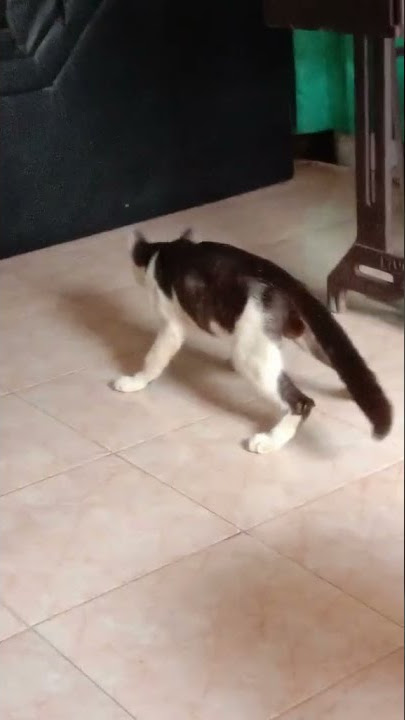TIKTOK KUCING LAGI MABUK NIH BOSS WKWKWK😁 #SHORTS