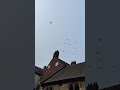 The Bird's having a race #shorts