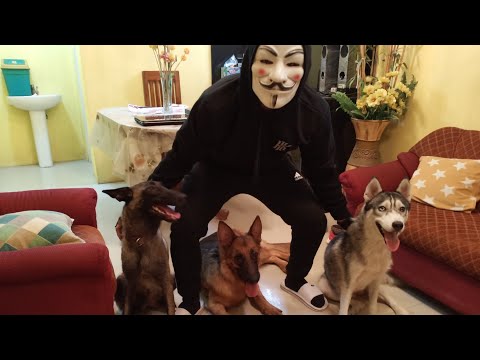 vendetta-mask-prank-my-dogs(hilarious-prank)(g.shepherd,-belgian,-s.husky)funny-dogs!-best-reaction
