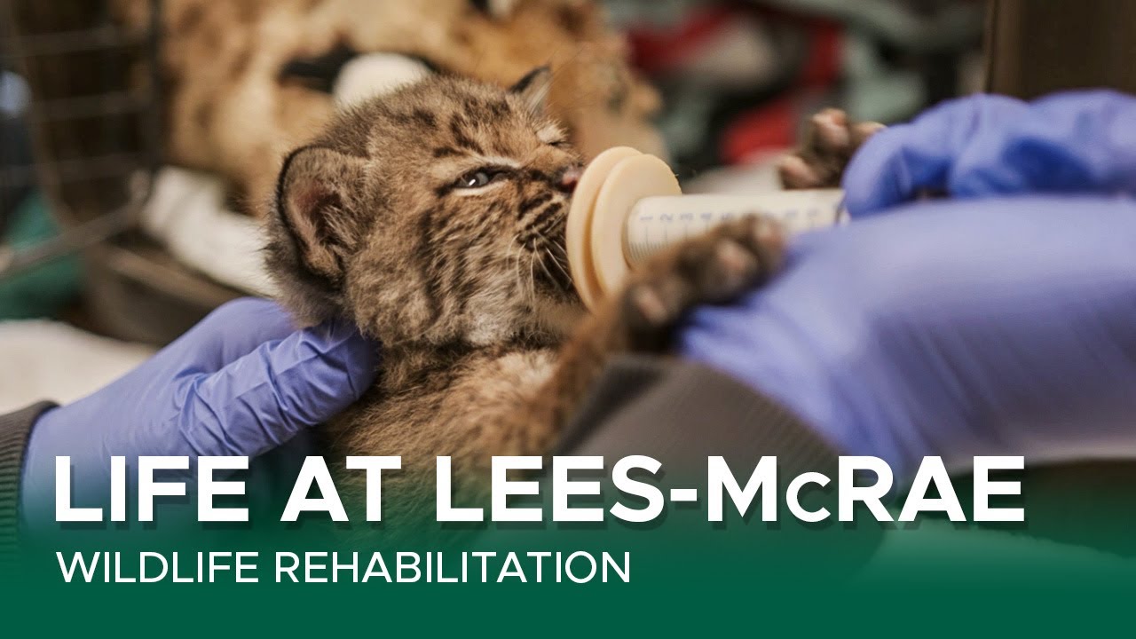 Life at LeesMcRae Wildlife Rehabilitation YouTube