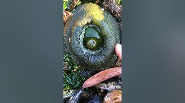 Person Touches Sea Anemone in Tidal Pool and It Shrinks in Size - 1335772