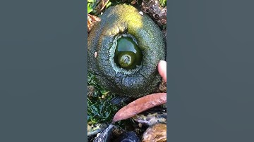 Person Touches Sea Anemone in Tidal Pool and It Shrinks in Size - 1335772