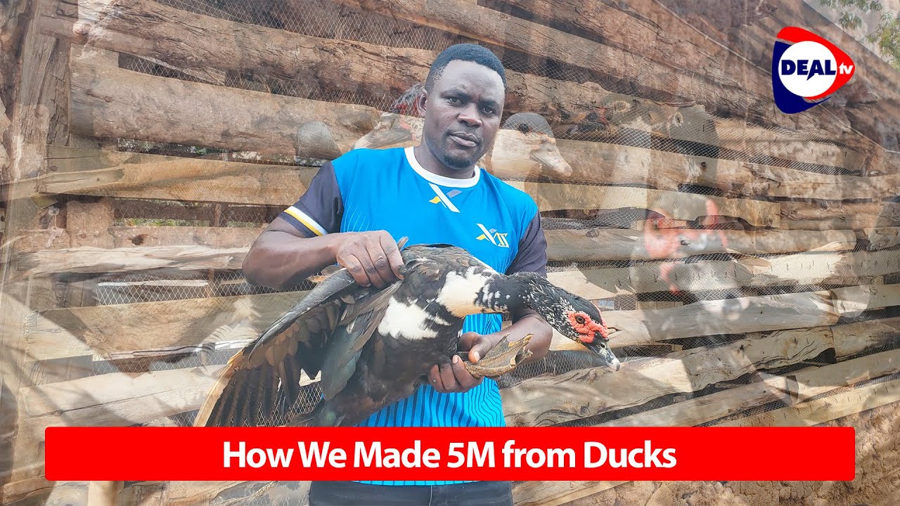 How Bsix Farm Turned 3 Ducks into 50 and Made 5M from Duck Farming in Uganda