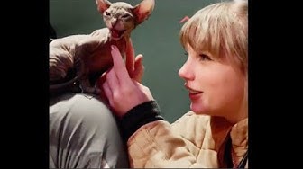 How To Be A Cat