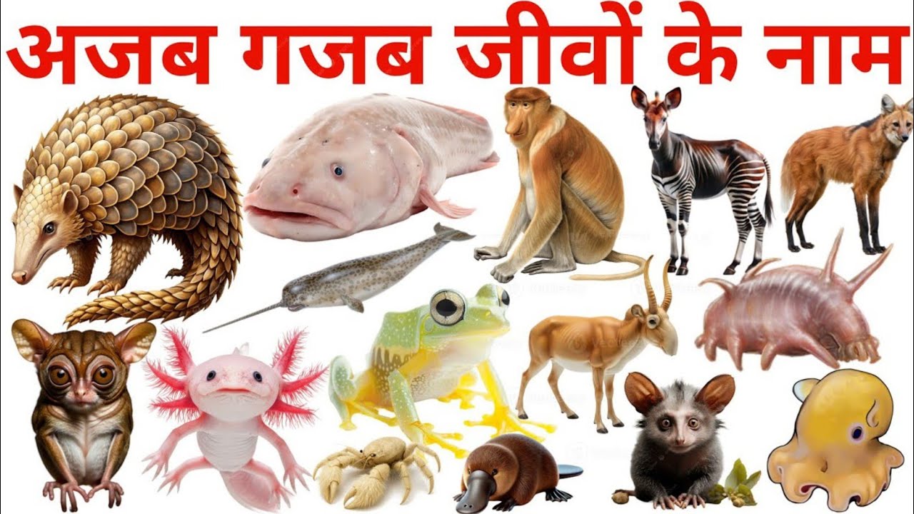 20 अजब गजब जीवों के नाम | Top 20 Rare & Strange Animals in the World | Fun Facts & Educational Video