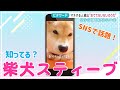 【ピタワード】TikTokフォロワー数14万人超え!今話題のペット系インフルエンサー